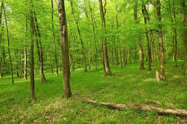istock Beautiful green forest with trees in the background. Concept for nature and environment. Spring in the forest landscape. 2150506709