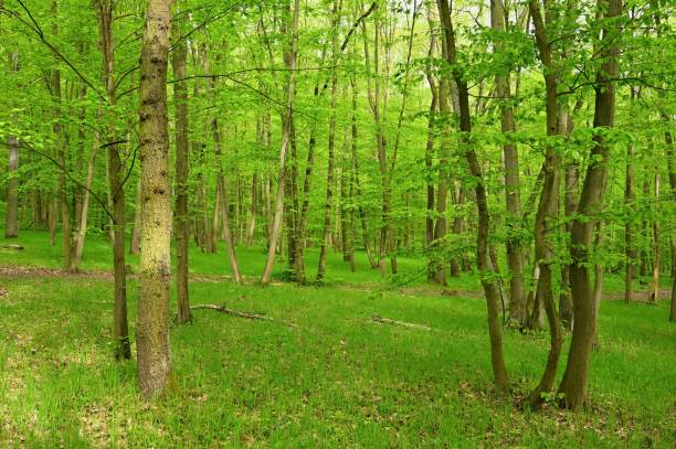 istock Beautiful green forest with trees in the background. Concept for nature and environment. Spring in the forest landscape. 2150506759
