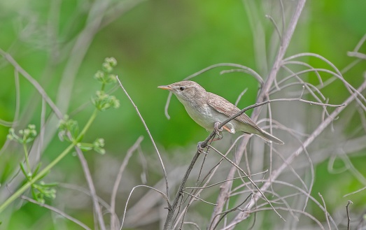 Eastern Olivaceous Warbler (Iduna pallida) is a summer migrant. It breeds in suitable habitats in Turkey and migrates south in autumn. It lives in Asia, Europe and Africa.