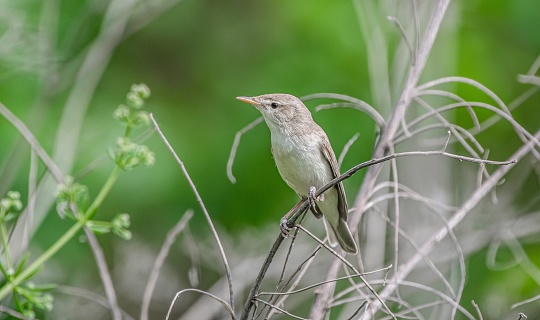 Eastern Olivaceous Warbler (Iduna pallida) is a summer migrant. It breeds in suitable habitats in Turkey and migrates south in autumn. It lives in Asia, Europe and Africa.