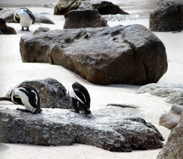 African penguin (Spheniscus demersus), also known as Cape penguin, South African penguin, black-footed penguin or jackass penguin, is a species of penguin confined to southern African waters. Like all extant penguins, it is also a flightless bird with a streamlined body and wings stiffened and flattened into flippers for a marine habitat. It has distinctive pink patches of skin above the eyes and a black facial mask. Body's upper parts are black and sharply delineated from the white underparts, which are spotted and marked with a black band. They are pursuit divers and feed primarily on fish and squid. The name jackass is due to the species' loud, donkey-like noise. They are found along the coast of South Africa and Namibia.