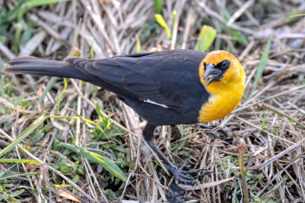 istock yellow headed blackbird, Burnaby, BC, Canada 2150507393