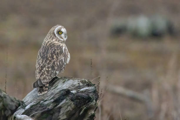 short-eared owl perching on a wooden pole, British Columbia, Canada