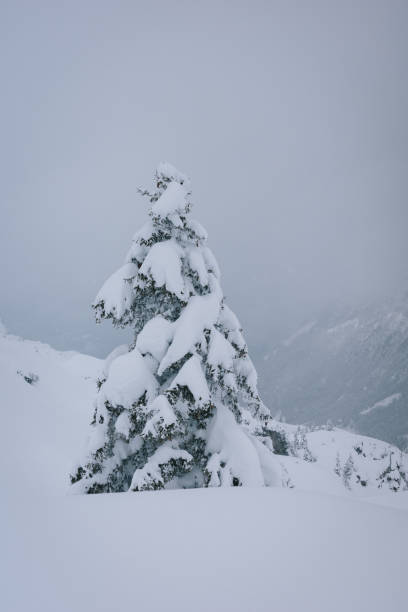 Fresh powder snow covers tree in forest