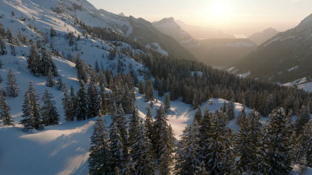 Sunrise over snowcapped mountains and forest