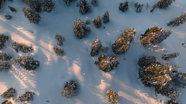 Bird's-eye view of snow covered forest