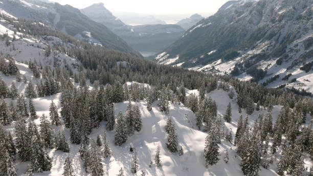 Fresh powder snow covers forest and mountains