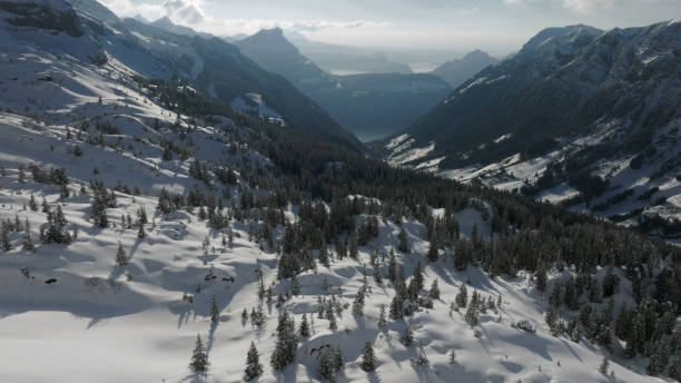 Fresh powder snow covers forest and mountains
