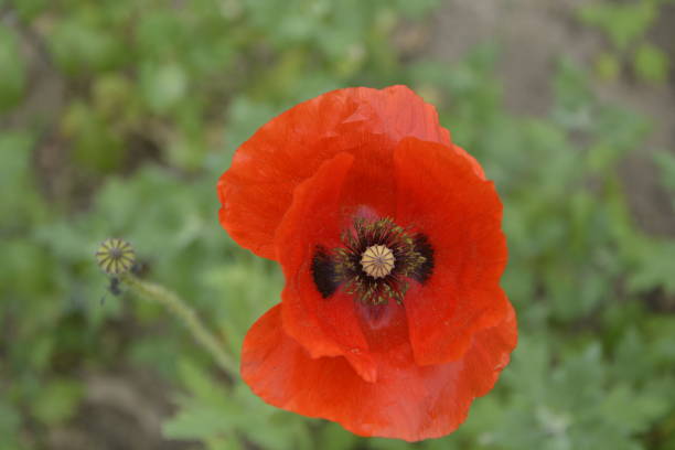 istock Flowers and Fauna in Hills 2150508996