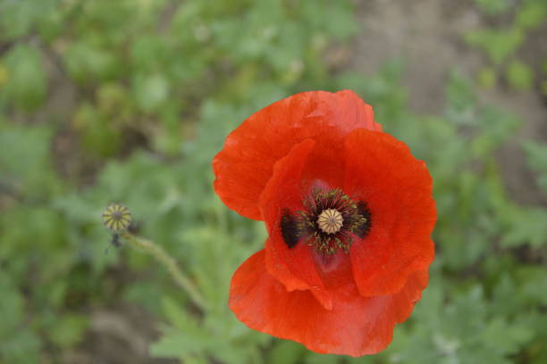 istock Flowers and Fauna in Hills 2150509007