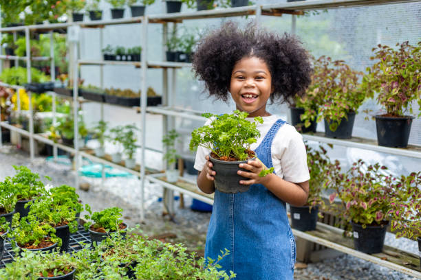 Portrait of African kid is choosing vegetable and parsley herb plant from the local garden center nursery with summer plant for weekend gardening and outdoor Portrait of African kid is choosing vegetable and parsley herb plants from the local garden center nursery with summer plant for weekend gardening and outdoor rosemary seedlings stock pictures, royalty-free photos & images