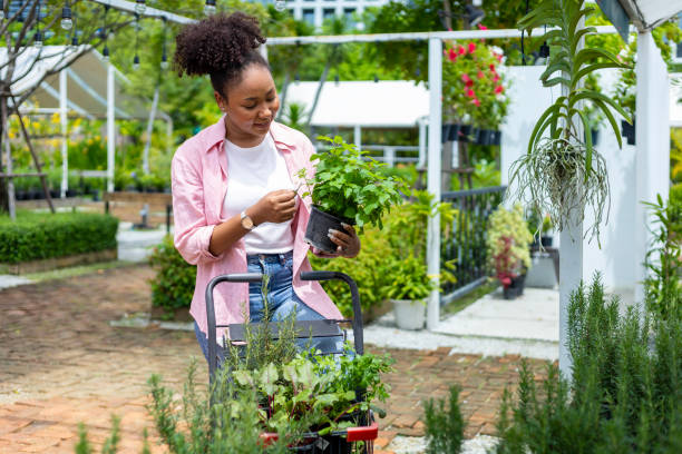 Young African customer is choosing herb and vegetable plants from local garden center nursery with shopping cart full of summer plant for weekend gardening and outdoor pursuit Young African customer is choosing herb and vegetable plant from local garden center nursery with shopping cart full of summer plant for weekend gardening and outdoor pursuit rosemary seedlings stock pictures, royalty-free photos & images