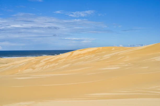 A view from the top of a sand dune looking down onto the beach and the crashing waves of the Atlantic Ocean, featuring hardy desert plants in the foreground.