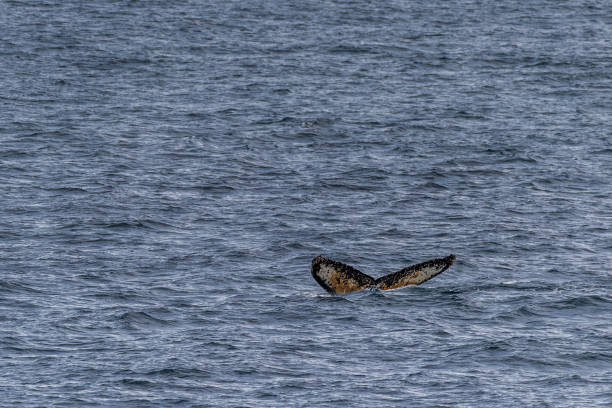 Impression of the Scenery near Anvers Island, on the Antarctic Peninsula. A diving humpback whale -Megaptera novaeangliae- is shown in the foreground.