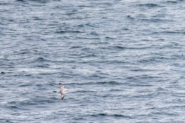 istock A southern fulmar flying over antarctic waters 2150511755
