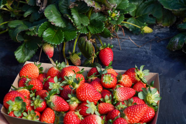 istock Fresh Strawberries in a Box at a Farm 2150512010