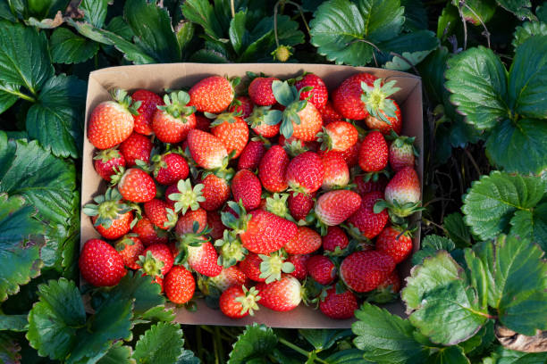 Fresh Strawberries in a Box at a Farm