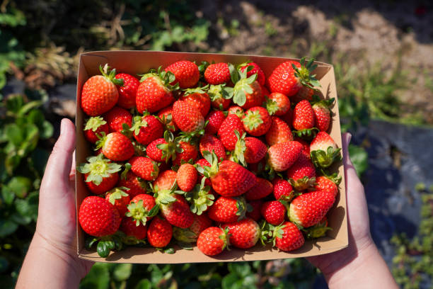 istock Two hands holding a container of strawberries over a strawberry patch 2150512042