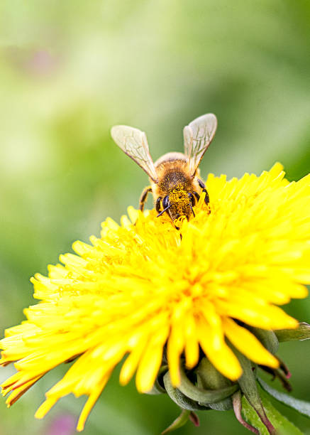 istock Honey bee, collects pollen on a flowering dandelion on a green background. Copyspace. Selective focus. 2150512047