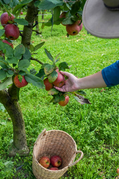 istock Woman picking apples and placing them into a basket 2150513055