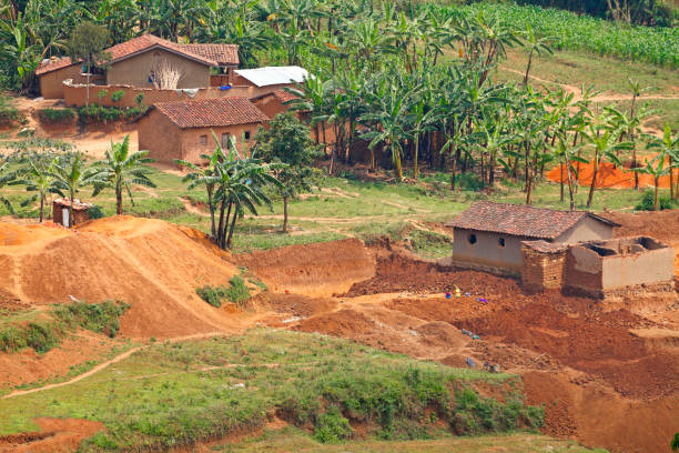 Manandoana, Madagascar - April 26, 2019: Unknown Malagasy farmer plowing rice field with two zebu - (indicine cattle), more people working in back. Rice is main produce and export crop of Madagscar