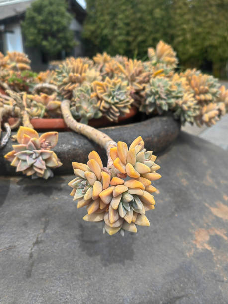 istock Miniature succulent plants. Banner design 2150513677