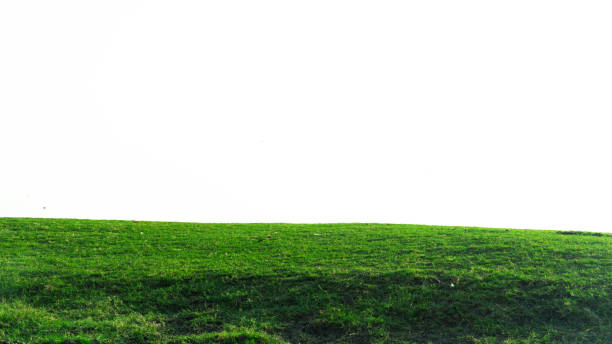 istock green grass field isolated on white background ,fresh green grass lawn isolated on white background 2150513758