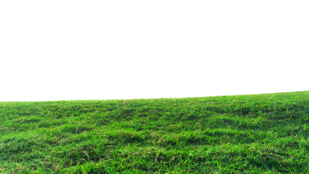 istock green grass field isolated on white background ,fresh green grass lawn isolated on white background 2150513761