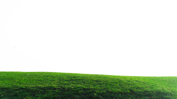 istock green grass field isolated on white background ,fresh green grass lawn isolated on white background 2150513792