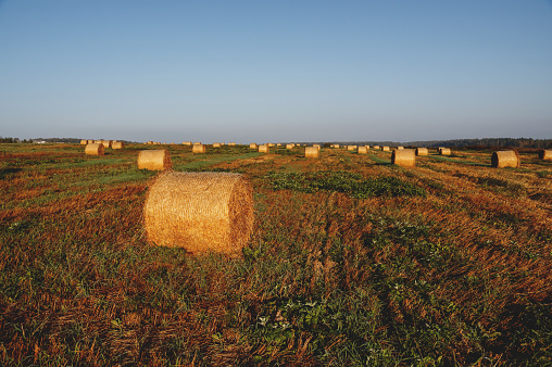 a stack of hay. Cut stems of cereal crops. dried grass clippings are collected in stacks. food for farm animals in winter.