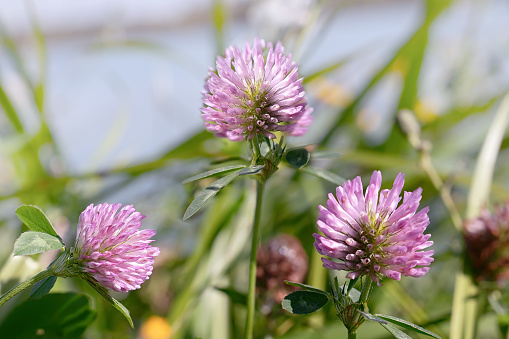 Clover flower. Close up wild red clover, Trifolium pratense, a perennial and common in Europe especially in natural meadows, fallow land and extensively managed meadows.