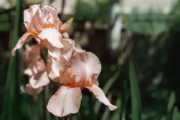 pink bearded iris, Irideae. Spring flowering in the garden. Copy space