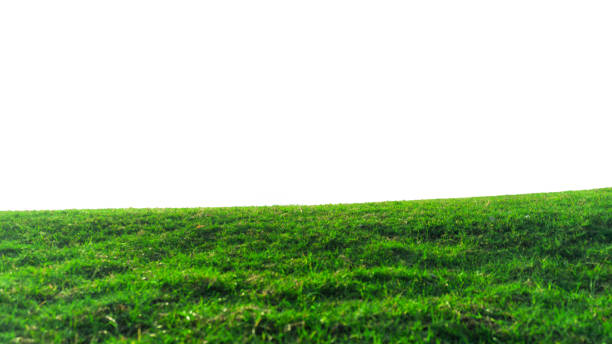 istock green grass field isolated on white background ,fresh green grass lawn isolated on white background 2150514397