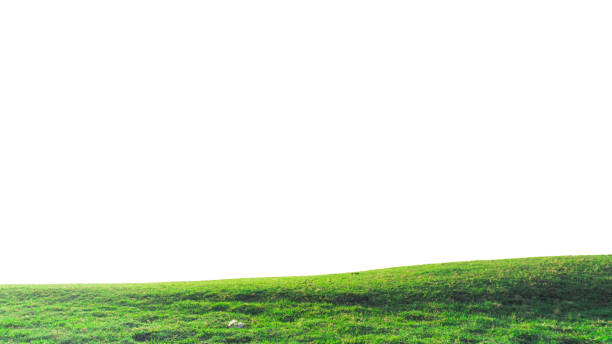 istock green grass field isolated on white background ,fresh green grass lawn isolated on white background 2150514399