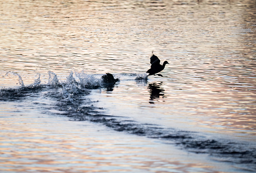 Australian coots chasing and fighting in the lake at sunrise. Auckland.