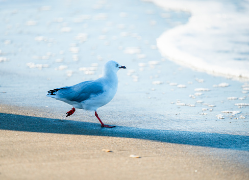 Seagull running towards the sea. Auckland.