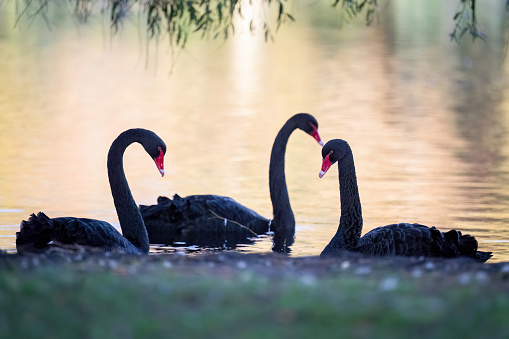 Three black swans swimming in the lake. Autumn leaf colour reflected in the water. Auckland.