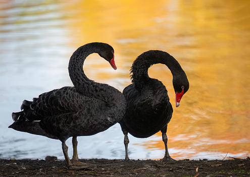 Two black swans preening by the lake. Autumn leaf colour reflected in the water.