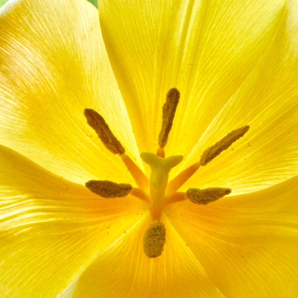 tulip flowers bloomed in spring in the field