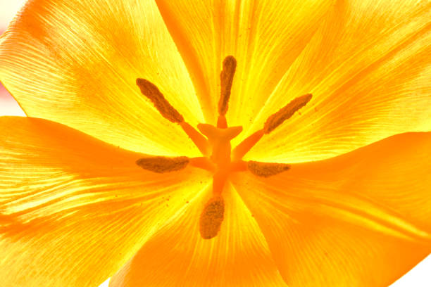 tulip flowers bloomed in spring in the field
