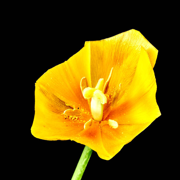 tulip flowers bloomed in spring in the field