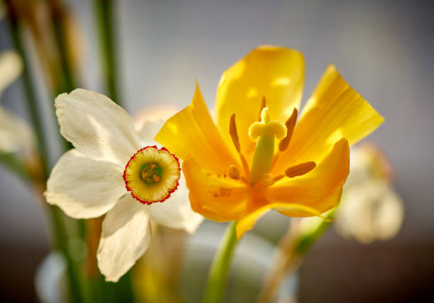 Daffodils and tulips isolated on white background.