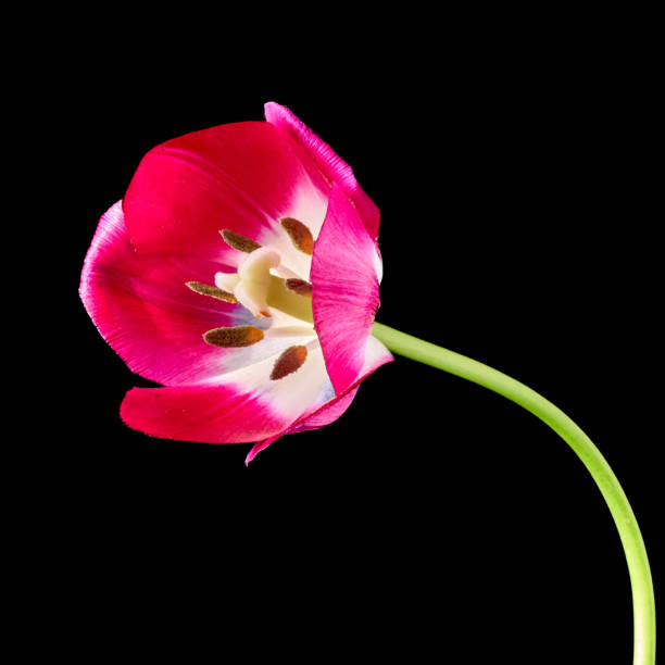 tulip flowers bloomed in spring in the field