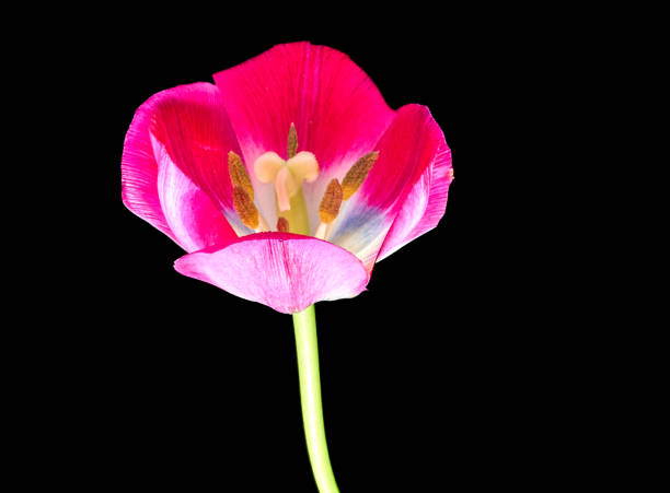 tulip flowers bloomed in spring in the field