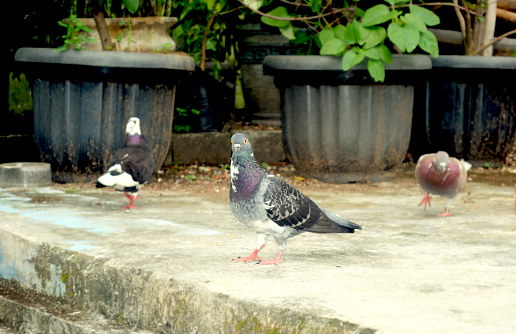 The domestic pigeon is a pigeon subspecies that was derived from the rock dove or rock pigeon.