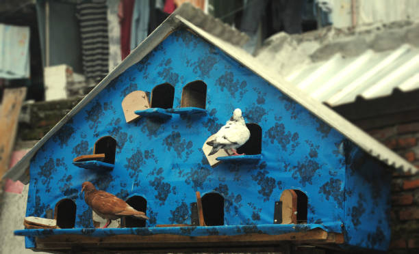 A dovecote or dovecot / doocot (Scots) or columbarium is a structure intended to house pigeons or doves.