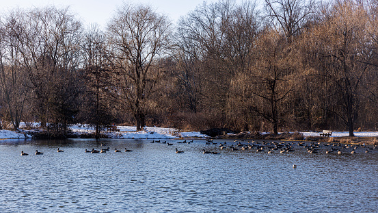 Snowy park scene: a peaceful winter park featuring ducks on the lake and bare, snow-covered trees in sunny day