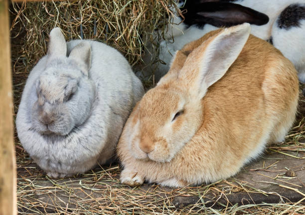 istock Gray and red large rabbits are dozing, close up 2150517248