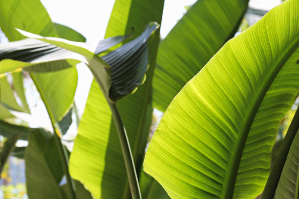 Bunch of palm tree leaves in natural sunlight. Copy space, close up, background.