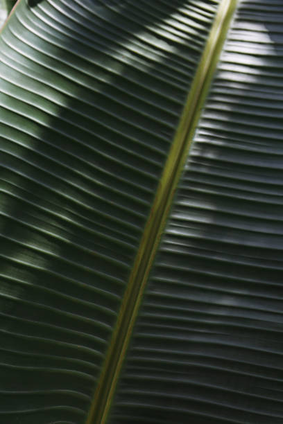 istock Big palm leaves background. 2150517330
